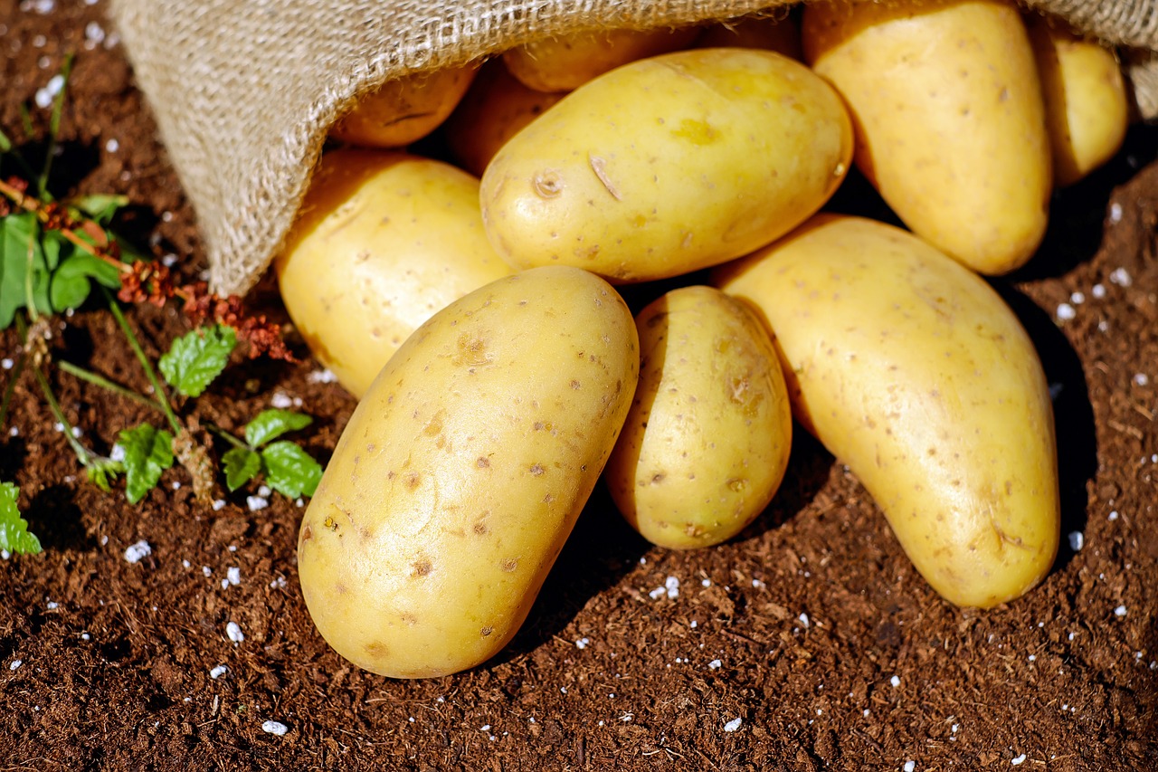 Україна в 2018 зібрала рекордні 22 млн тонн картоплі